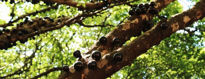 Conheça a maior fazenda de jabuticaba do mundo