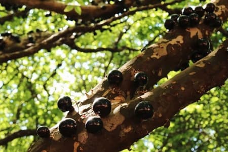 Conheça a maior fazenda de jabuticaba do mundo