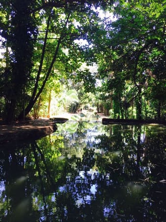 O Bosque dos Buritis que a gente pouco conhece