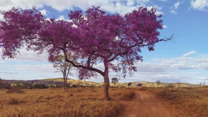 Ipê-Roxo no Caminho de Cora Coralina. Percurso tem 300 km e parte de Corumbá de Goiás em direção à antiga capital, a cidade de Goiás | Foto: Divulgação