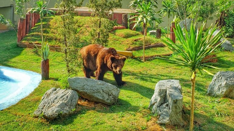 Urso Robinho em seu novo espaço, no zoológico de Goiânia. PGM acredita que qualidade de vida do animal "só vem aumentando" | Foto: Prefeitura de Goiânia