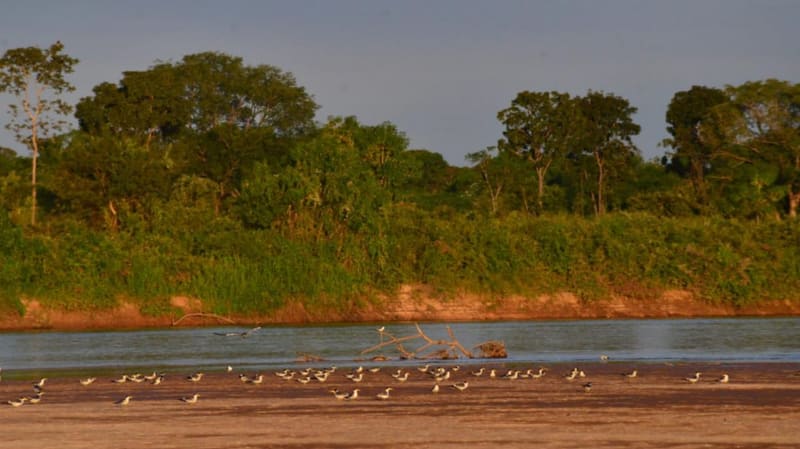 Pássaros na bacia do Rio Araguaia, em Goiás. Temporada 2021 foi cancelada pelo governo estadual com o objetivo de evitar aglomerações e o avanço da pandemia da Covid-19 | Foto: Governo de Goiás