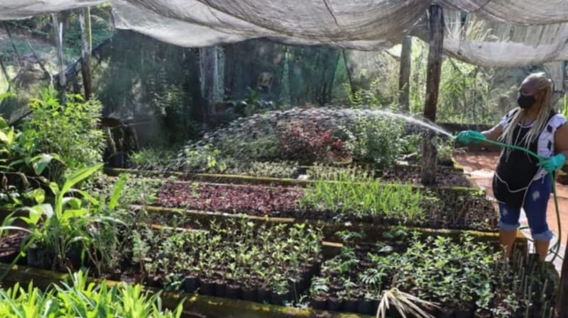 Mudas de árvores nativas do Cerrado sendo cuidadas na AMMA. Disque-Árvore começará com 5 mil mudas disponibilizadas | Foto: Prefeitura de Goiânia