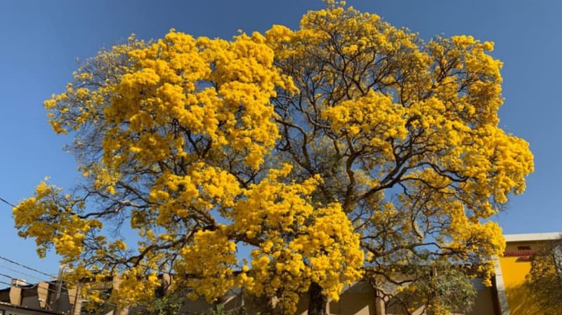 Ipê amarelo na Avenida Contorno, perto do Parque Mutirama. Árvore poderá ser tombada pela prefeitura de Goiânia | Foto: Sinésio Oliveira