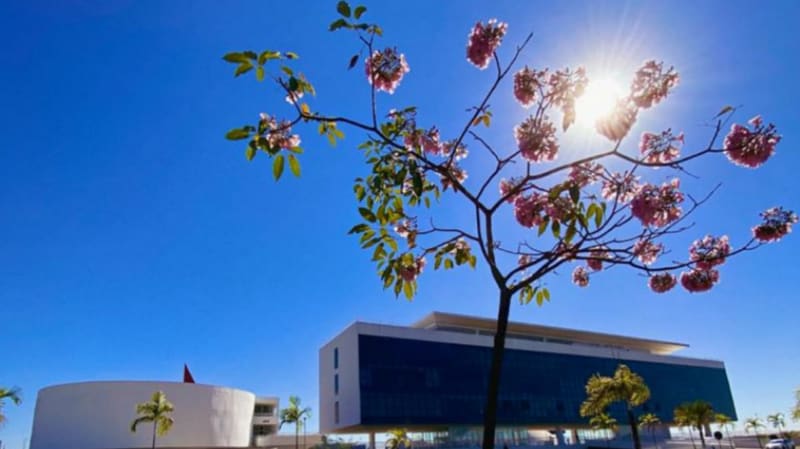 Um dos 200 ipês plantados no Centro Cultural Oscar Niemeyer que, inclusive, já está florindo | Foto: Goiás Turismo