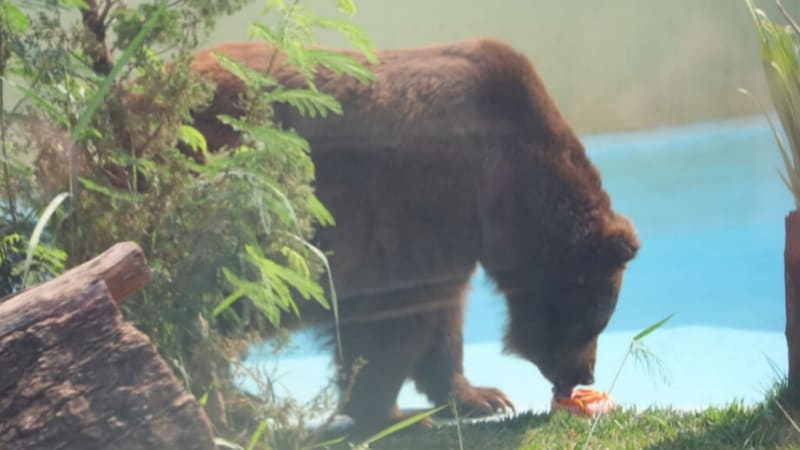 Urso Robinho chupando picolé no Zoológico de Goiania. Alimento chega a pesar 1kg | Foto: Agetul
