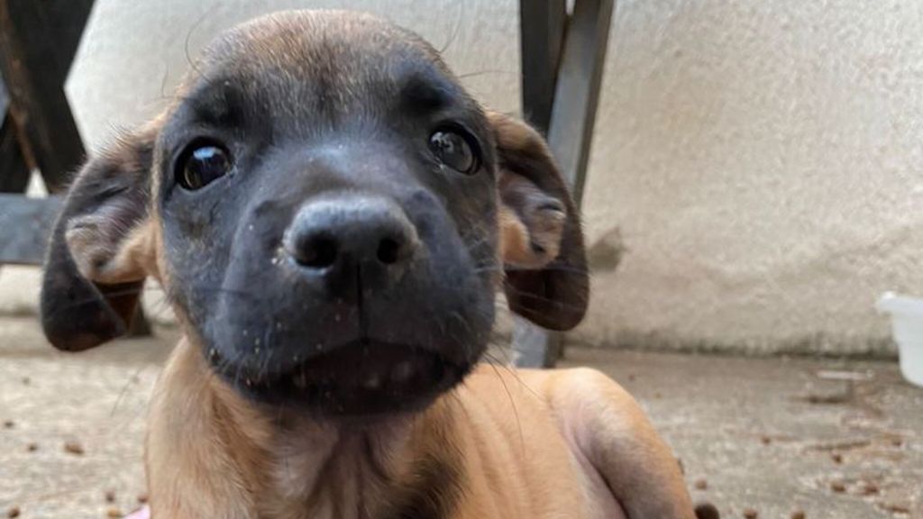 Shopping promove Tarde de Adoção de cães e gatos