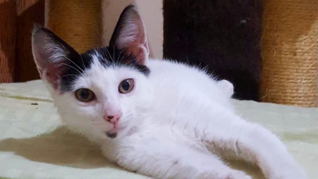 Shopping de Goiânia realiza festival de adoção de cães e gatos