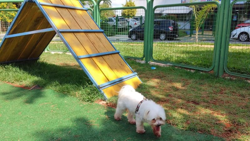 Pet já aproveitando um dos espaços dedicados a eles em Goiânia | Foto: João Araújo /  Prefeitura de Goiânia