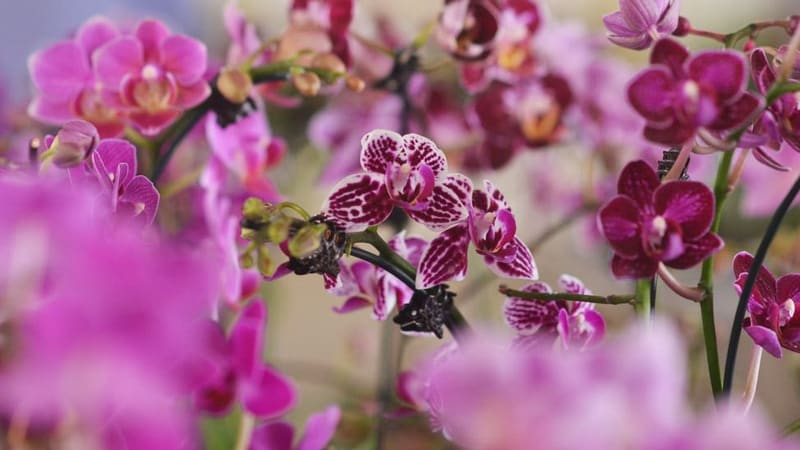 15ª Exposição de Orquídeas e Rosas do Deserto, em Aparecida de Goiânia, acontece entre os dias 11 e 13 de março, das 9h às 20h | Foto: Claudivino Antunes