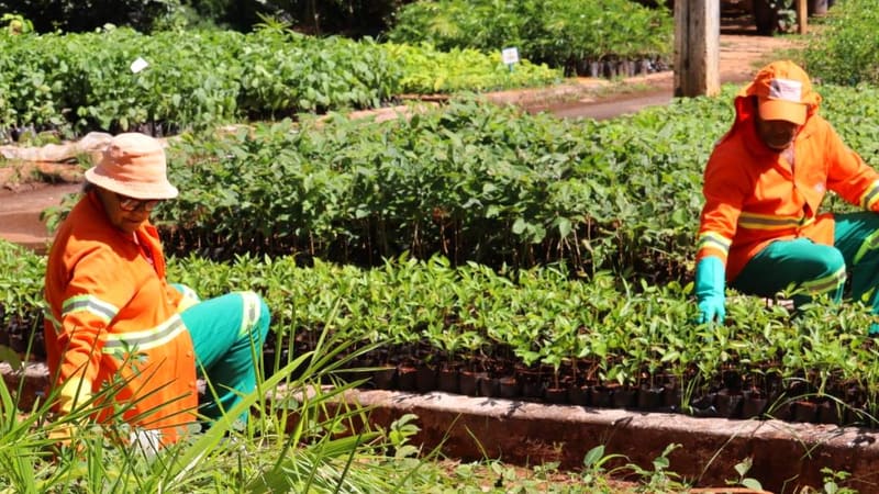 Funcionários da Comurg em Viveiro. Somados, locais têm a capacidade de produzir até 80 mil mudas de plantas ornamentais, além de 20 mil árvores e 8 mil arbustos destinados à manutenção dos canteiros das 1,3 mil praças de Goiânia | Foto: Secom Goiânia