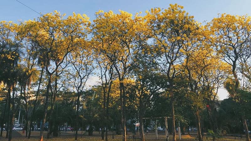 Praça Tamandaré, em Goiânia, ganhará monumento feito por Siron Franco