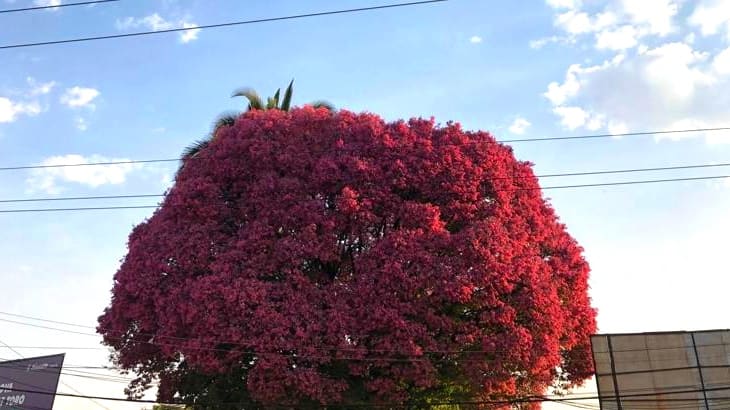 Árvore, considerada exótica, está localizada em terreno da SGPA, na Vila Nova | Foto: Paula Falcão