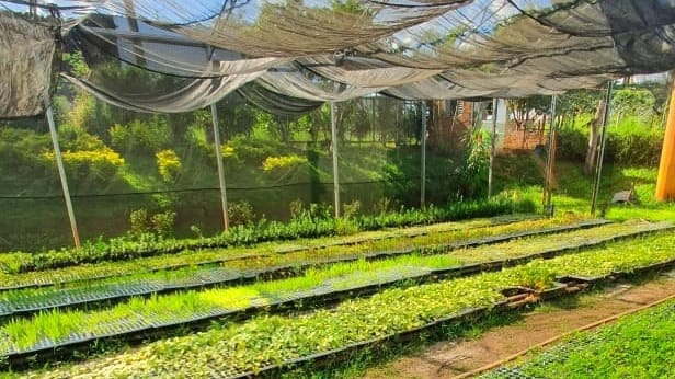 Viveiro Buritis, em Goiânia, um dos locais onde são produzidas mudas para o Projeto Flores | Foto: Carlos Freitas