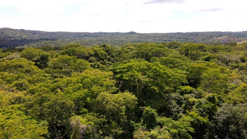 Meta do Governo de Goiás é ultrapassar 2 milhões de mudas até 2025 | Foto: Semad