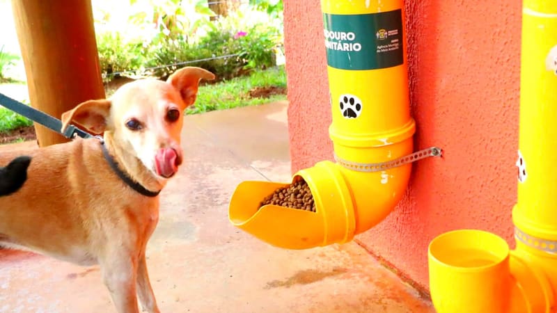 Goiânia recebe a 1ª Cãominhada no Parque Flamboyant