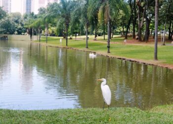 Goiânia: o que você só encontra no Jardim Goiás