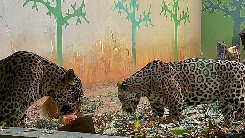 Veterinários elaboraram um cronograma de enriquecimento alimentar com a inclusão de picolés de carne para os animais carnívoros e de frutas para os primatas e aves | Foto: Agetul