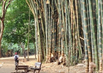 Vila Ambiental, no Parque Areião, tem agenda aberta para escolas