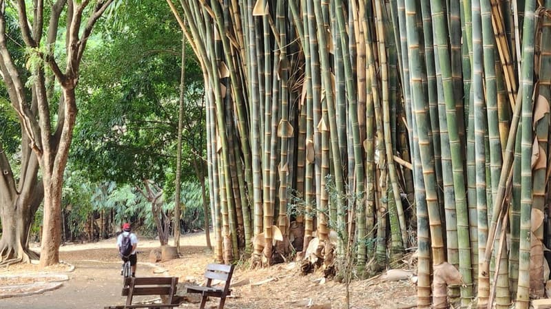 Vila Ambiental, no Parque Areião, tem agenda aberta para visitas monitoradas