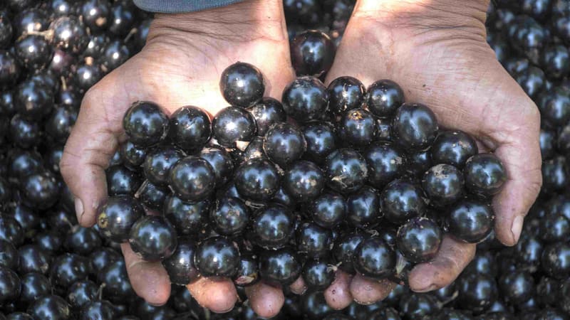 A unidade local da Emater em Hidrolândia possui um cadastro com 128 pomares e quintais com jabuticabeiras, com propriedades que possuem 10 a 142 mil pés do fruto | Foto: Emater Goiás