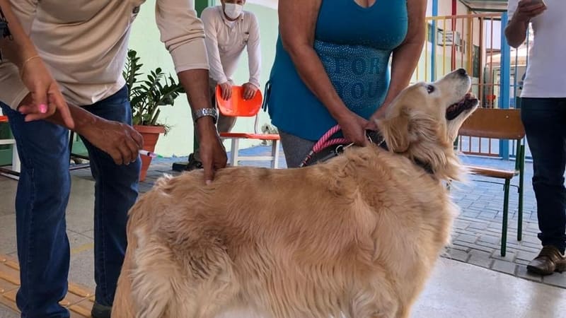 Cachorro recebe vacinação em Goiânia | Foto: SMS