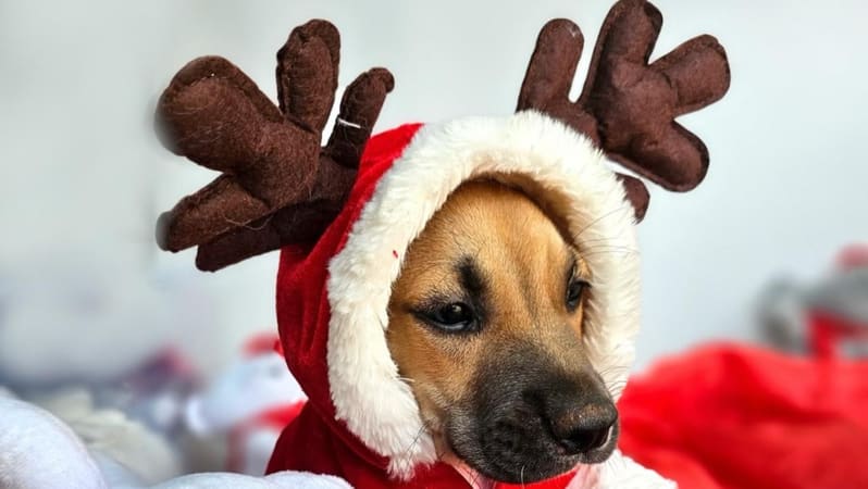 Goiânia: Ensaio fotográfico natalino promove adoção responsável de animais