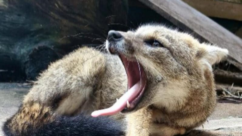 Zoológico de Goiânia apresenta dois novos moradores ao público