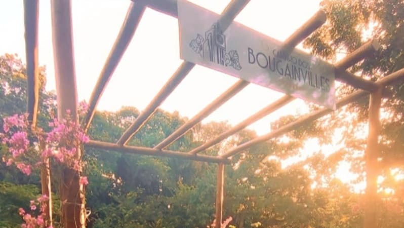 Caminho dos Bougainvilles: Goiânia ganha novo roteiro urbano