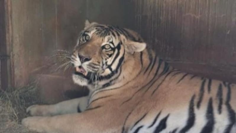Tigre de Bengala em cama com feno no
 Zoológico de Goiânia | Foto: Secom Goiânia