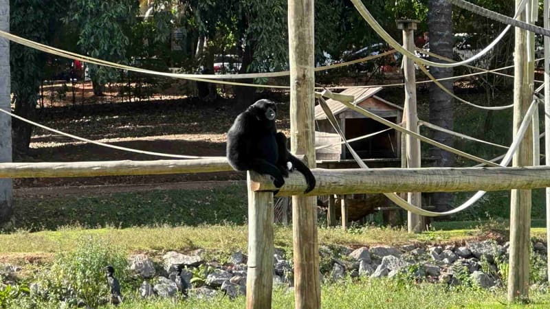 Bené chegou ao Zoológico de Goiânia em 2012, acompanhado do irmão Lula, transferidos do antigo Zoológico do Jaó | Foto: Secom Goiânia