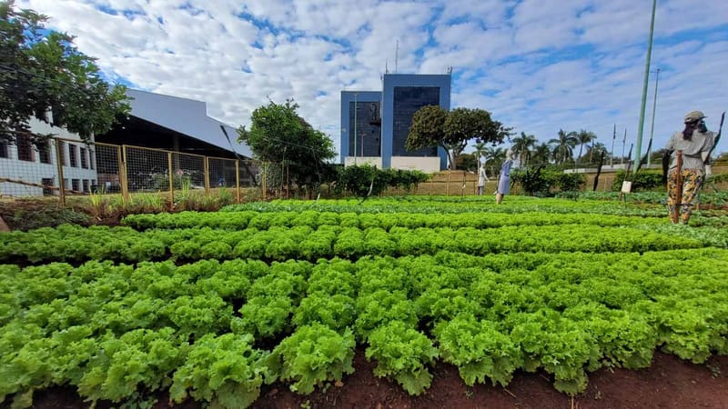Prefeitura de Goiânia realiza a colheita de 2 toneladas de alimentos em horta do Paço Municipal