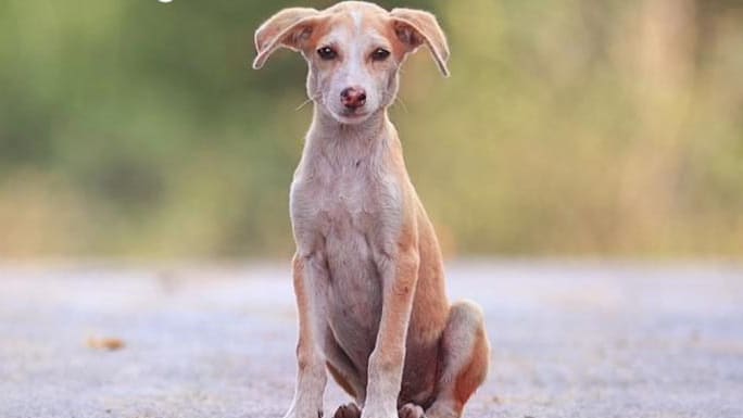 Campanha em Goiás orienta o combate ao abandono de animais durante as férias de julho