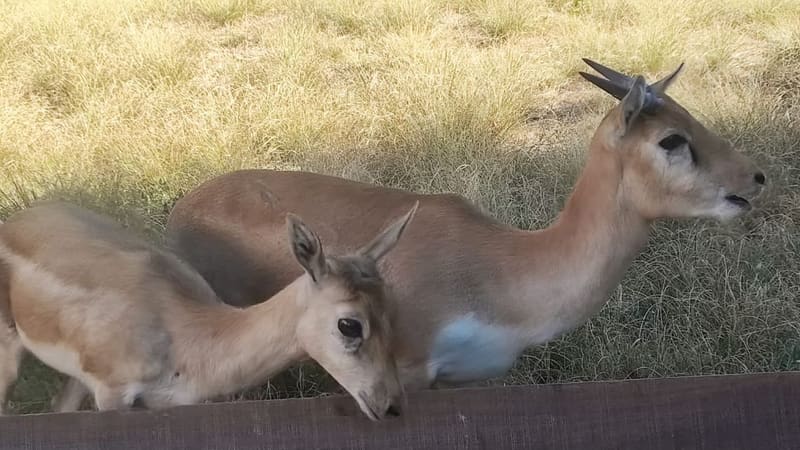Entre os recém-chegados, estão um casal de filhotes de cervicapra, também conhecido como antílope-indiano | Foto: Zoo/Divulgação