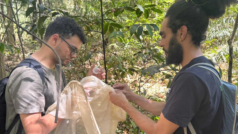 Parceria entre Amma e UFG realiza inventário de abelhas silvestres nos parques de Goiânia