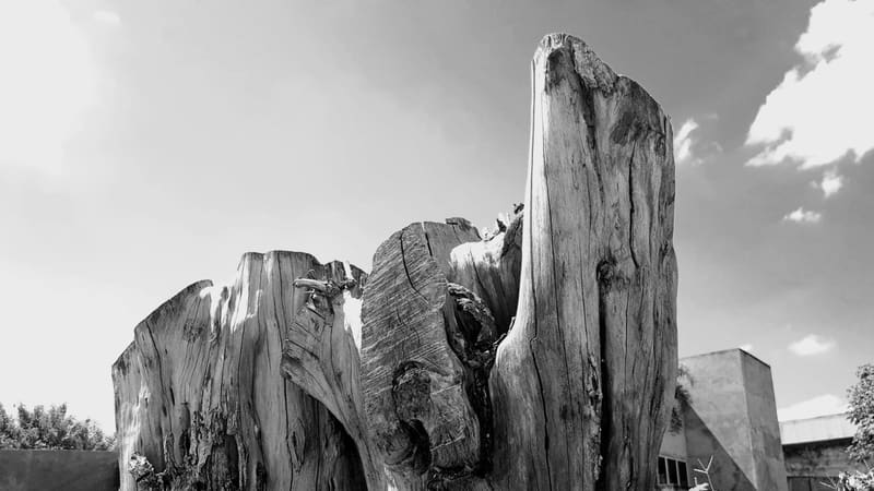 Vila Cultural Cora Coralina recebe exposição fotográfica (Entre)corpos