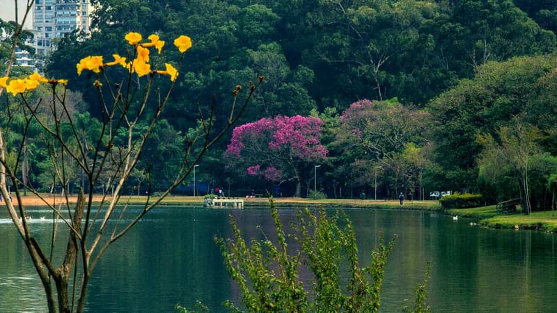 Lago do Parque Ibirapuera. Um dos cartões-postais da cidade de São Paulo, foi inaugurado em 21 de agosto de 1954 | Foto: Divulgação