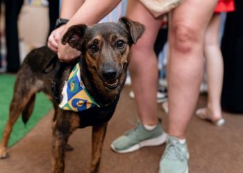 Shopping promove 11ª edição do Adota Pet com 20 cães
