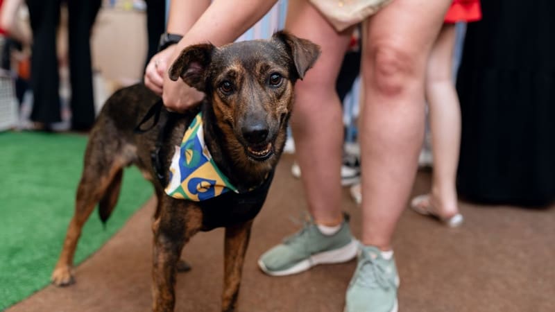 Shopping promove 11ª edição do Adota Pet com 20 cães