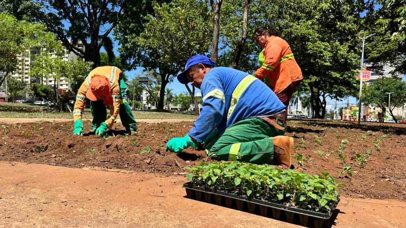 Comurg lança Projeto Florescer Goiânia com mais de 80 mil mudas ornamentais