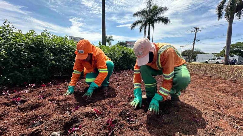 Comurg prevê plantio de 76,8 mil mudas em canteiros de praças e vias de Goiânia até fim de dezembro