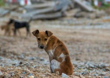 Dezembro Verde 2025: A importância do combate ao abandono de animais