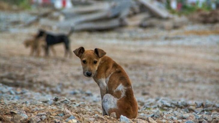 Cachorro abandonado: campanha reforça o compromisso com a conscientização, prevenção e combate ao abandono de animais | Foto: Divulgação