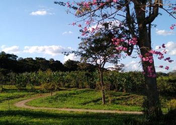 Parque Cultural Florata, com jatobá centenário e reserva de Mata Atlântica, abre agendamentos para visitas guiadas