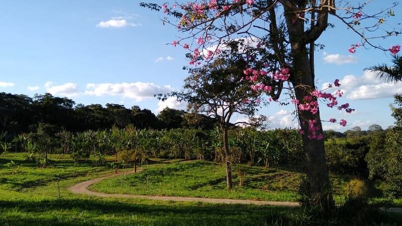 Parque Cultural Florata, com jatobá centenário e reserva de Mata Atlântica, abre agendamentos para visitas guiadas