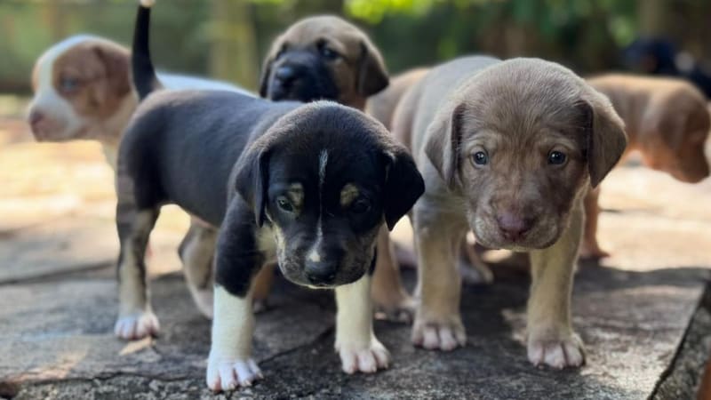Prefeitura lança campanha para incentivar e ampliar lares temporários de animais em Goiânia