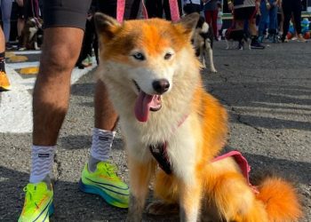 Goiânia recebe 2ª Cãominhada do BPCães