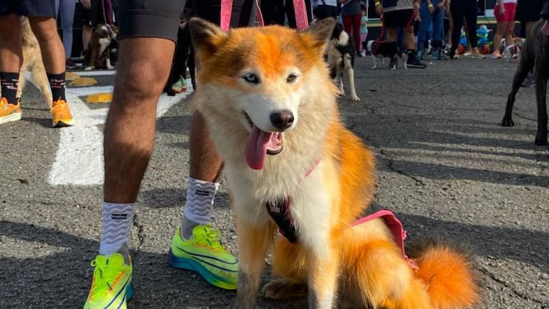 Goiânia recebe 2ª Cãominhada do BPCães