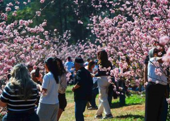 Festa das Cerejeiras 2026 tem florada, cultura japonesa e gastronomia no Parque do Carmo