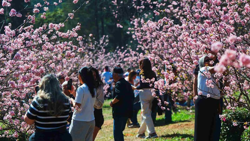Além da visita ao Bosque das Cerejeiras, o público pode acompanhar apresentações de taikô, danças folclóricas, música, artes marciais, grupos culturais e outras manifestações da cultura japonesa | Foto: Leon Rodrigues/PrefSP